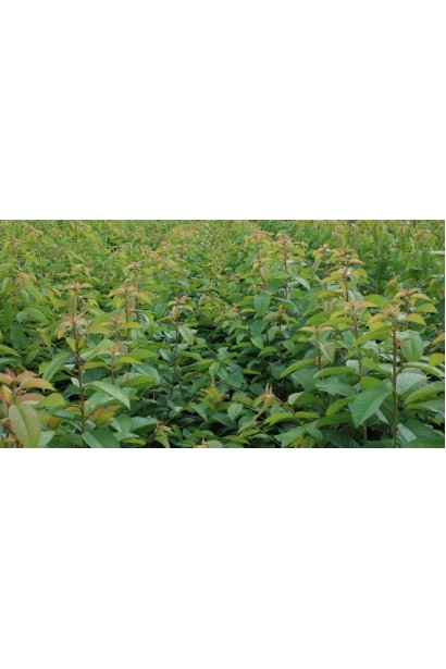 Дерен плодовий Кораловий листя